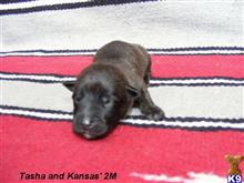 dutch shepherd puppy posted by fourbardkennels