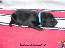 dutch shepherd puppy posted by fourbardkennels