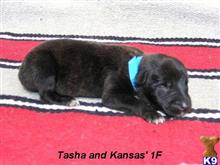 dutch shepherd puppy posted by fourbardkennels