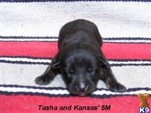 dutch shepherd puppy posted by fourbardkennels