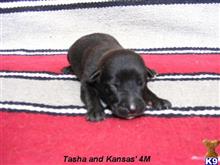 dutch shepherd puppy posted by fourbardkennels