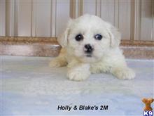 shih tzu puppy posted by fourbardkennels