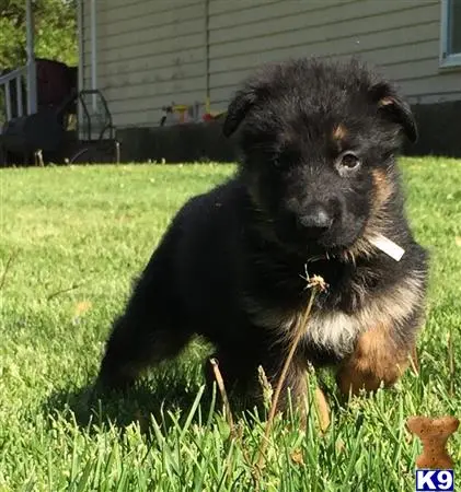 German Shepherd puppy for sale