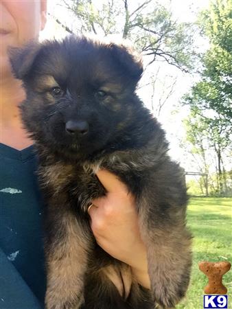 a person holding a german shepherd dog
