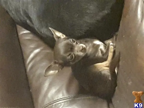 Chihuahua female dog