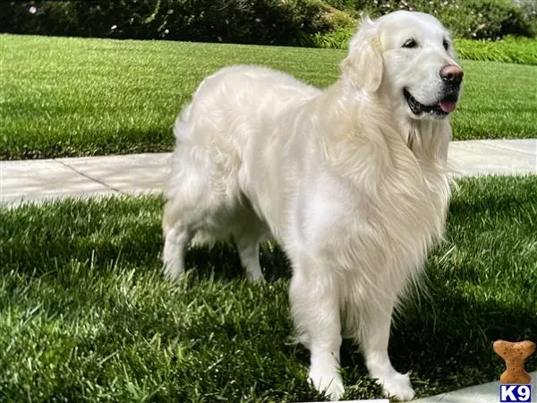 Golden Retriever stud dog