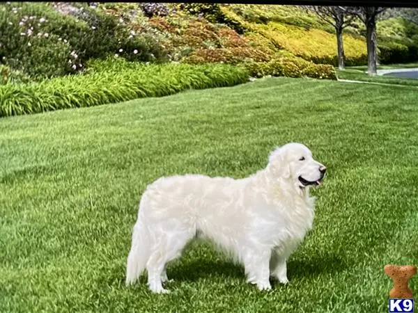 Golden Retriever stud dog