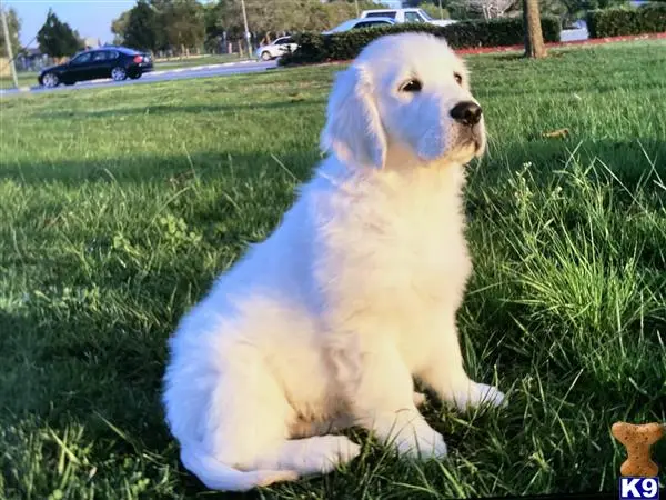 Golden Retriever stud dog