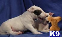 bull terrier puppy posted by fran123