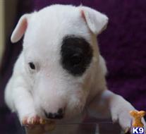 bull terrier puppy posted by fran123