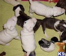 miniature bull terrier puppy posted by fran123