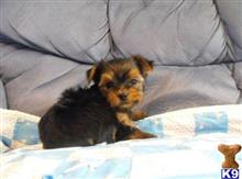 Yorkie Puppies For Sale Staten Island Yorkie Puppies For Sale Staten Island