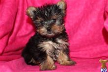 yorkshire terrier puppy posted by franciousroberto