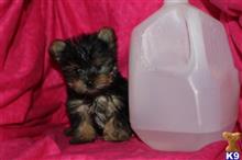 yorkshire terrier puppy posted by franciousroberto