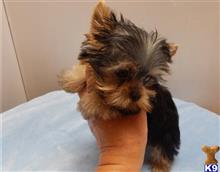 yorkshire terrier puppy posted by franciousroberto