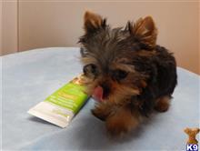 yorkshire terrier puppy posted by franciousroberto