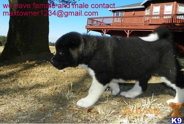 akita puppy posted by francis1234