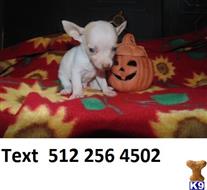 chihuahua puppy posted by franciskanneth