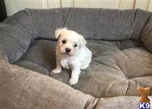 maltese puppy posted by francislawson32