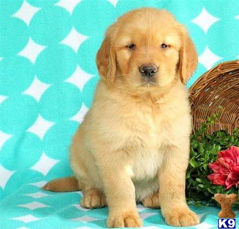 golden retriever puppies salem oregon golden retriever puppy for sale stunning pedigree golden retriever puppies 6 golden retriever puppies salem oregon golden retriever puppy for sale stunning pedigree golden retriever puppies 6