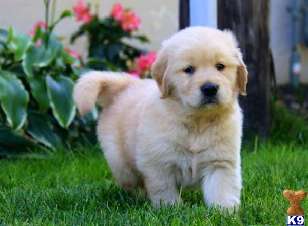 golden retriever puppies salem oregon golden retriever puppy for sale stunning akc accredited golden retriever puppies 7 golden retriever puppies salem oregon golden retriever puppy for sale stunning akc accredited golden retriever puppies 7