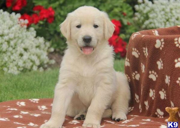 golden retriever puppies salem oregon golden retriever puppy for sale beautiful golden retriever puppies available 6 months golden retriever puppies salem oregon golden retriever puppy for sale beautiful golden retriever puppies available 6 months