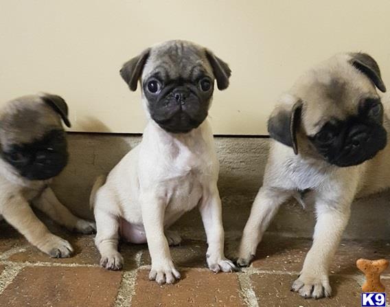 pugs for sale salem oregon pug puppy for sale voileta 5 months pugs for sale salem oregon pug puppy for sale voileta 5 months