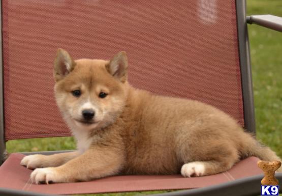 shiba inu puppies for sale oregon shiba inu puppy for sale funloving shiba inu puppies 6 months shiba inu puppies for sale oregon shiba inu puppy for sale funloving shiba inu puppies 6 months