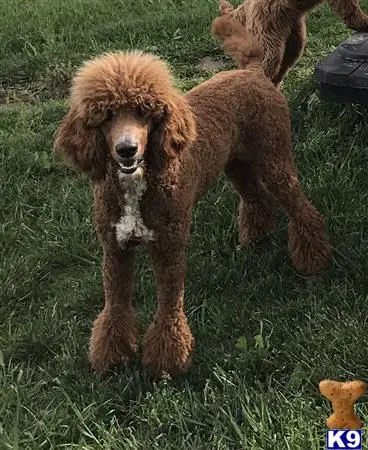 Poodle stud dog