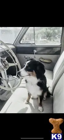 Australian Shepherd stud dog