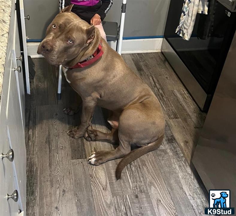 a american bully dog sitting on a wood floor