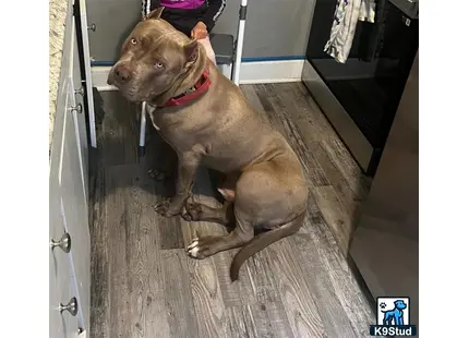 a american bully dog sitting on a wood floor