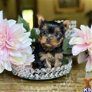 yorkshire terrier puppy posted by frankkk