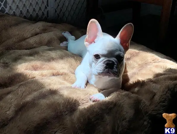 French Bulldog stud dog