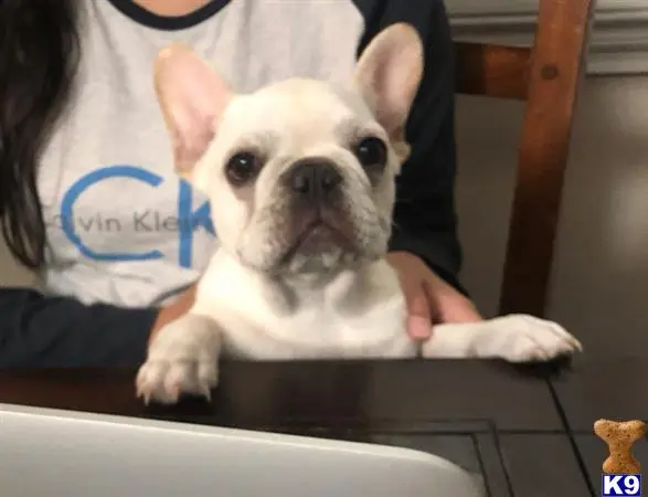 French Bulldog stud dog