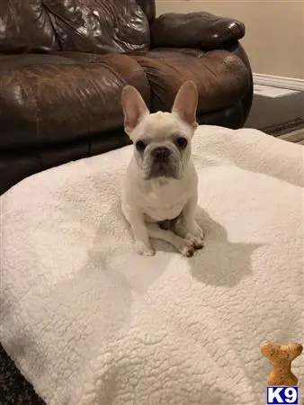 French Bulldog stud dog