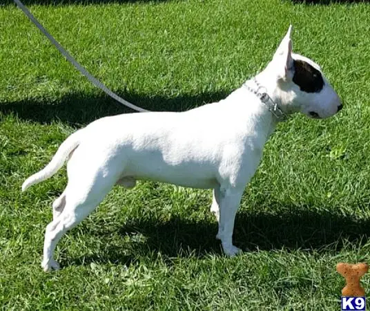 Bull Terrier stud dog