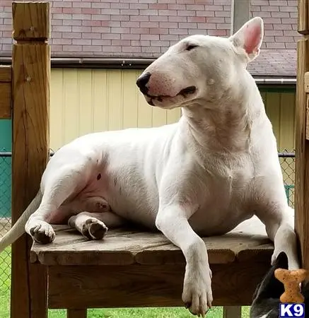 Bull Terrier stud dog