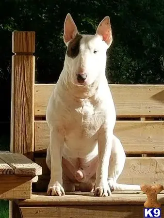 Bull Terrier stud dog