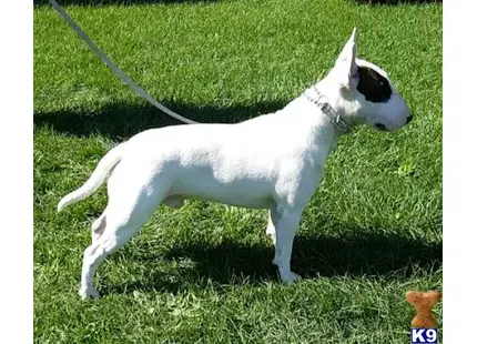 Bull Terrier