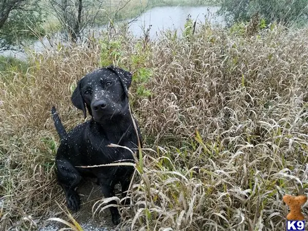 Labrador Retriever stud dog