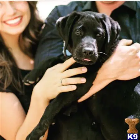 Labrador Retriever stud dog