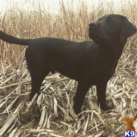 Labrador Retriever stud dog