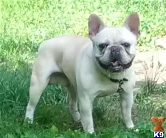 French Bulldog stud dog