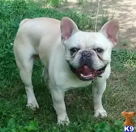 French Bulldog stud dog