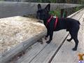 French Bulldog stud dog: Black French Bulldog standing on a wooden bridge by a river