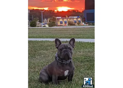 a french bulldog dog sitting on a road