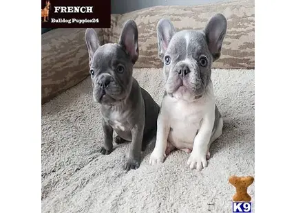 two french bulldog dogs sitting on the ground