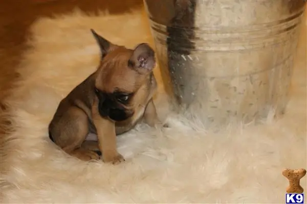 French Bulldog puppy for sale