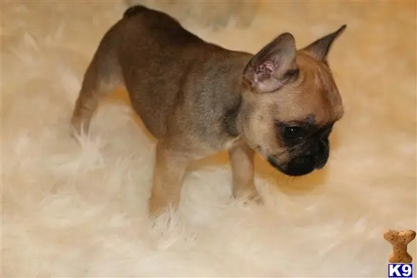 French Bulldog puppy for sale